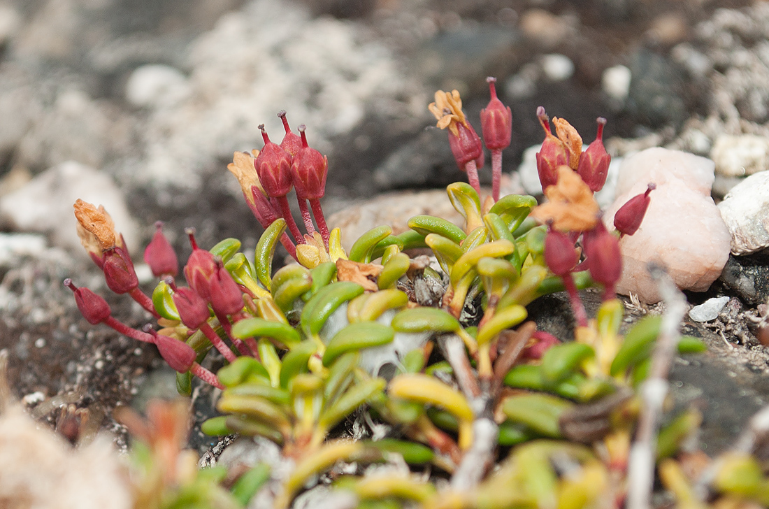 Image of Loiseleuria procumbens specimen.