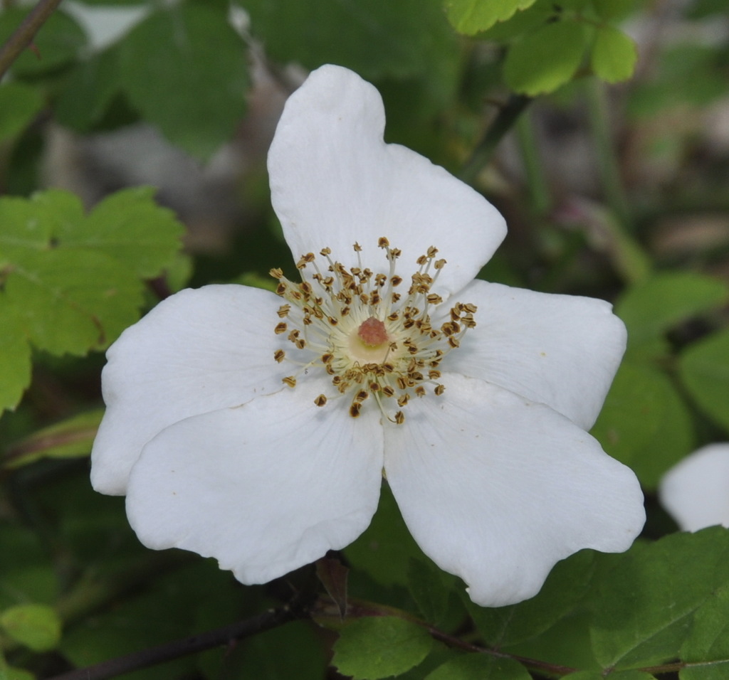 Image of genus Rosa specimen.