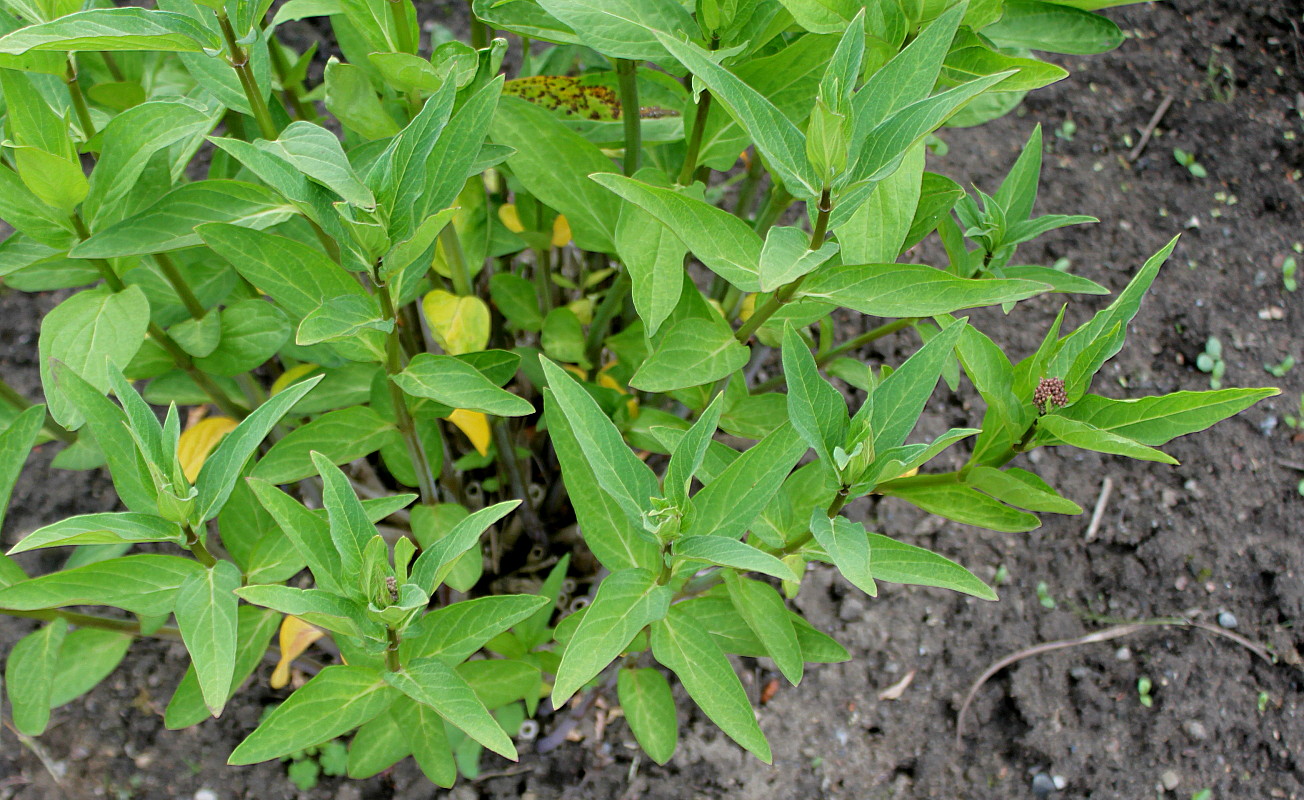 Изображение особи Asclepias incarnata.