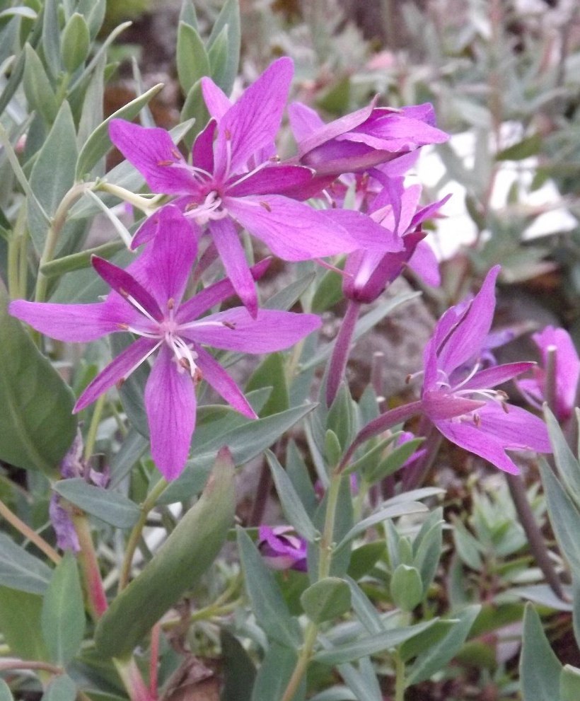 Image of Chamaenerion latifolium specimen.