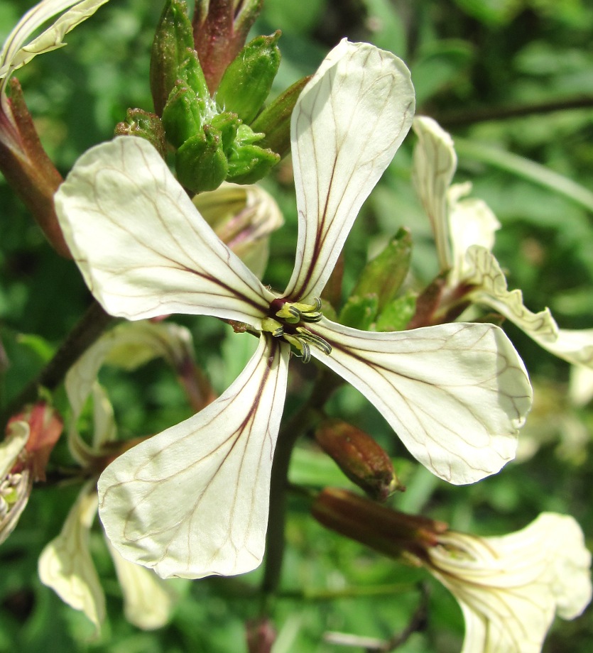 Image of Eruca sativa specimen.