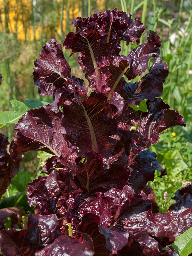 Image of Lactuca sativa specimen.