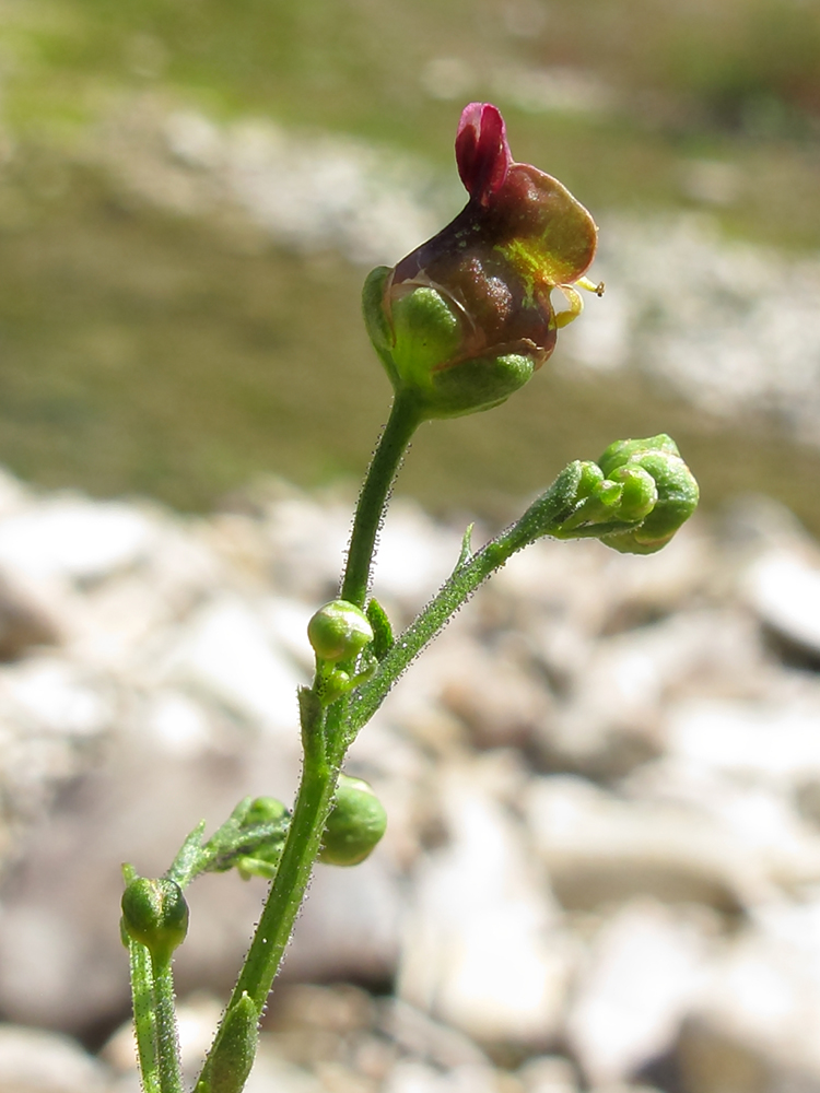 Image of Scrophularia scopolii specimen.