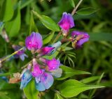 Lathyrus vernus. Соцветия. Московская обл., Раменский р-н, окр. ж.-д. платформы Хрипань, просека под ЛЭП. 16.05.2013.