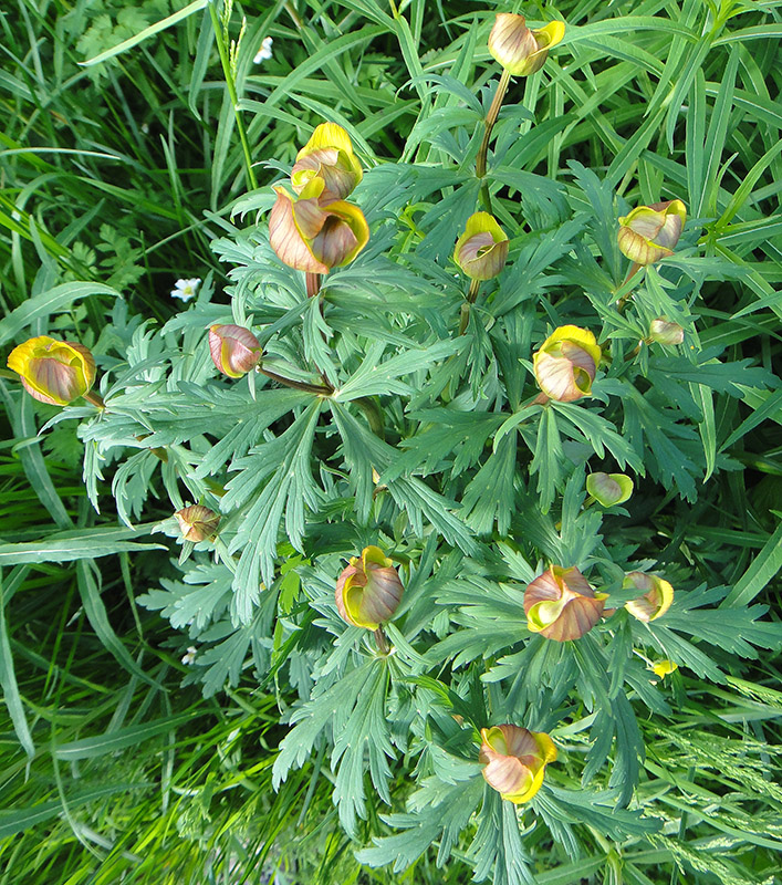 Изображение особи Trollius vicarius.