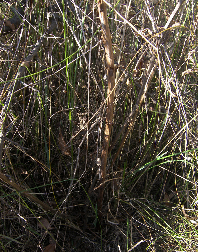 Image of Orobanche crenata specimen.