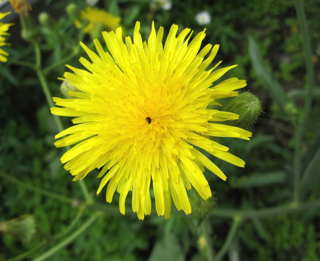 Image of Sonchus arvensis specimen.