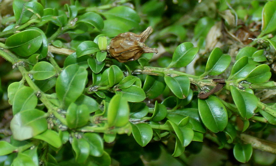 Image of Buxus microphylla specimen.