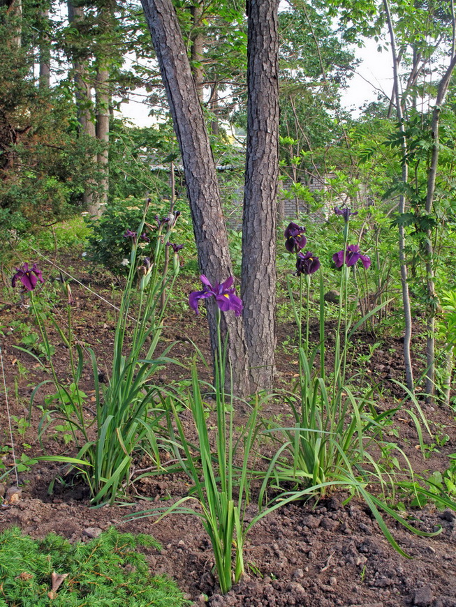 Image of Iris ensata specimen.