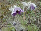 Pulsatilla ucrainica