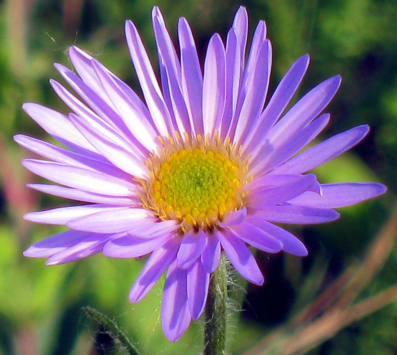 Image of Aster alpinus specimen.