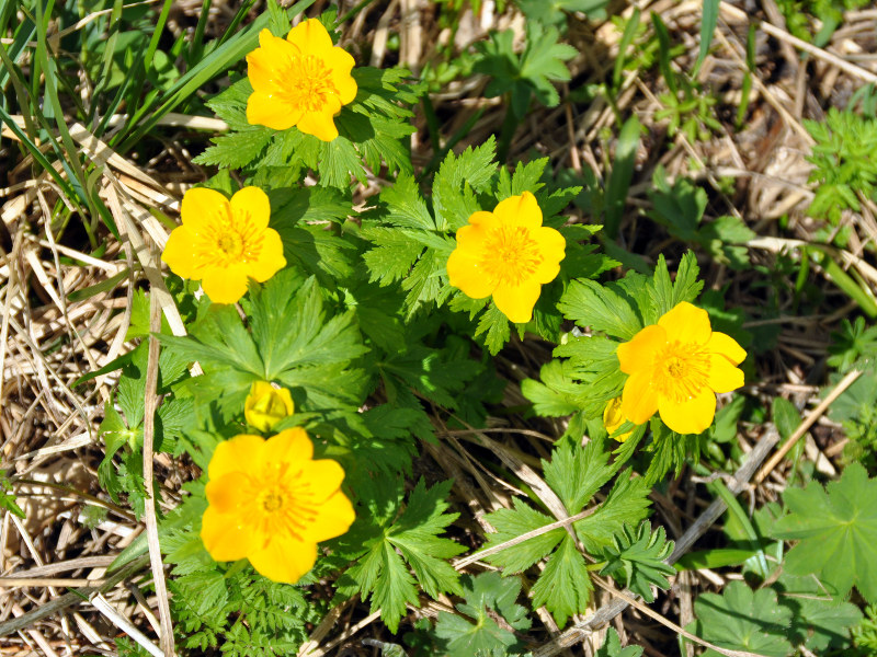 Image of Trollius ranunculinus specimen.