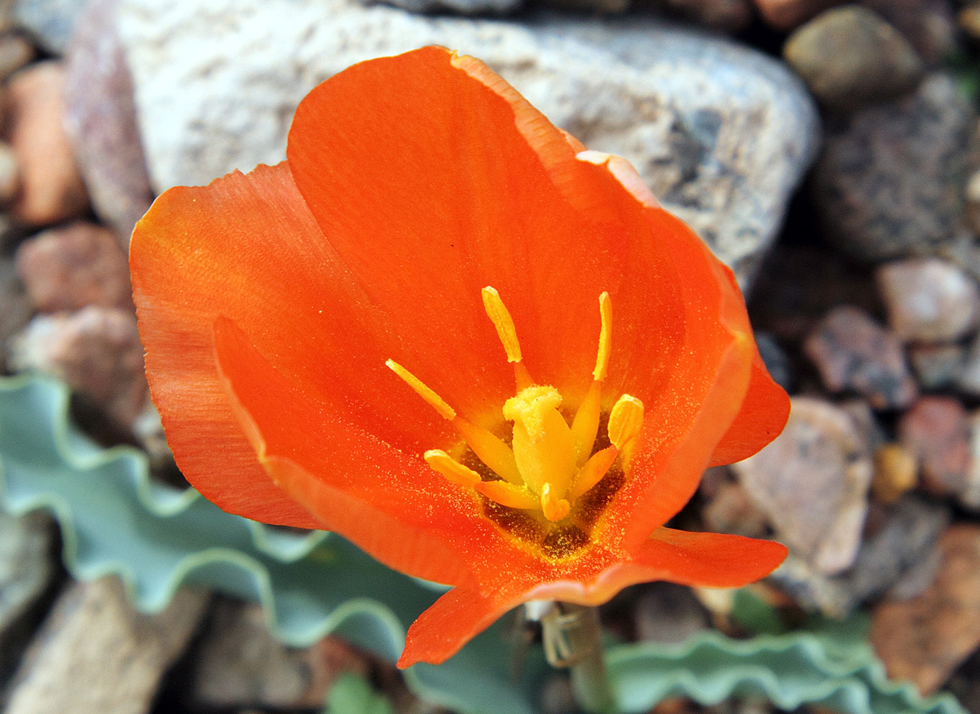 Image of Tulipa intermedia var. korolkowioides specimen.