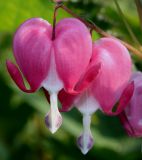 Dicentra spectabilis. Цветки. Германия, г. Дюссельдорф, Ботанический сад университета. 02.06.2014.