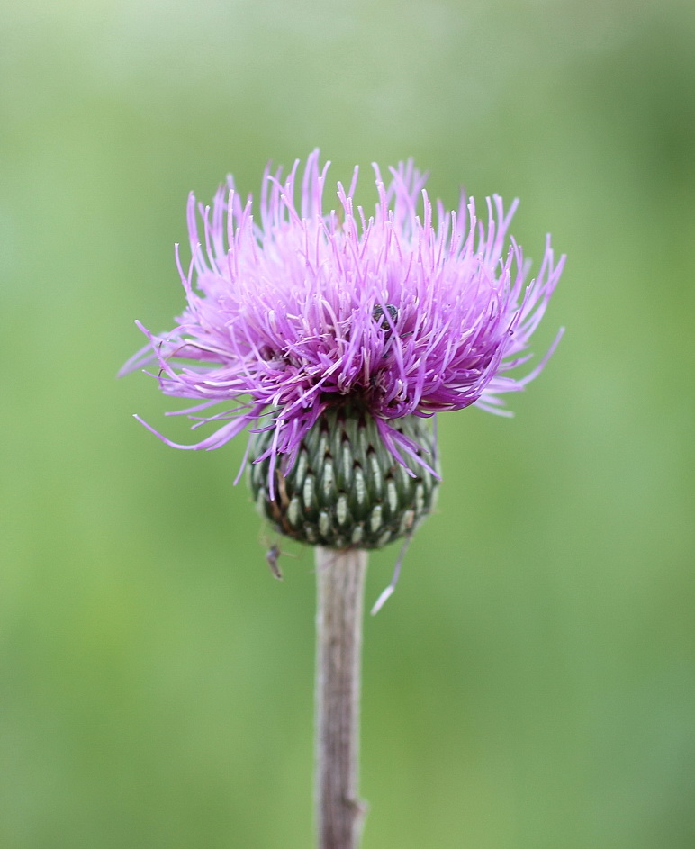 Изображение особи Cirsium canum.