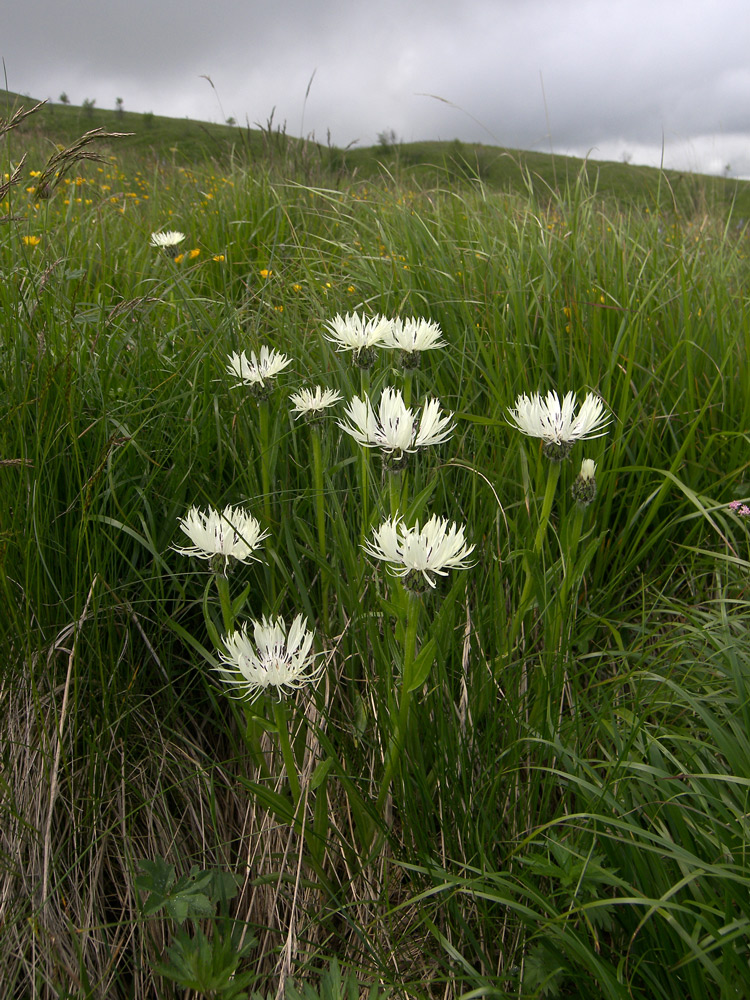 Image of Centaurea cheiranthifolia specimen.