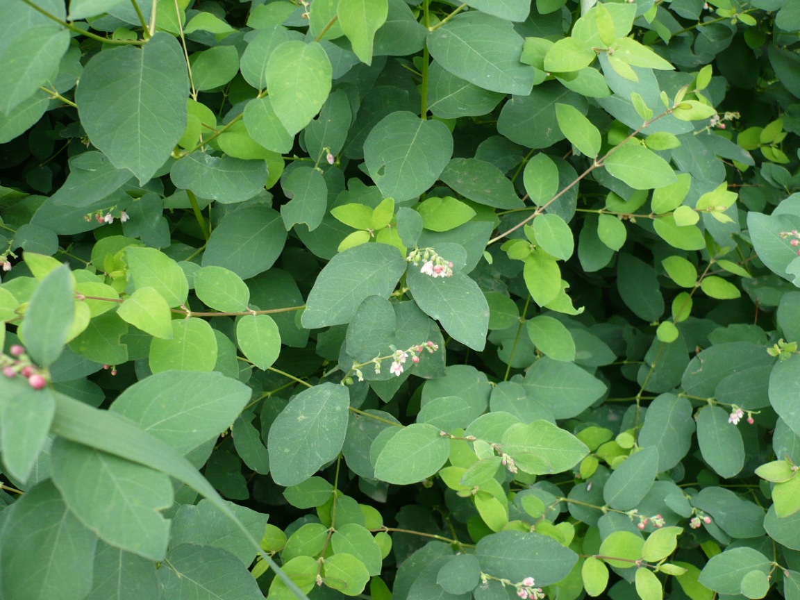 Image of Symphoricarpos albus var. laevigatus specimen.