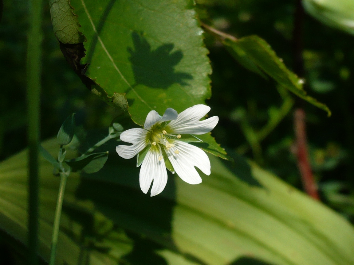 Изображение особи Cerastium davuricum.