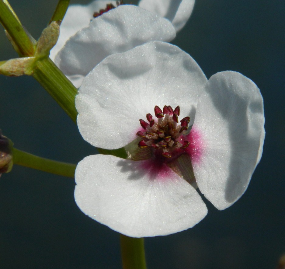 Image of Sagittaria sagittifolia specimen.