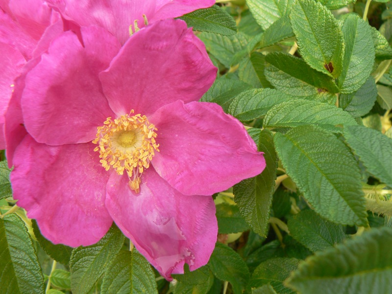 Image of Rosa rugosa specimen.