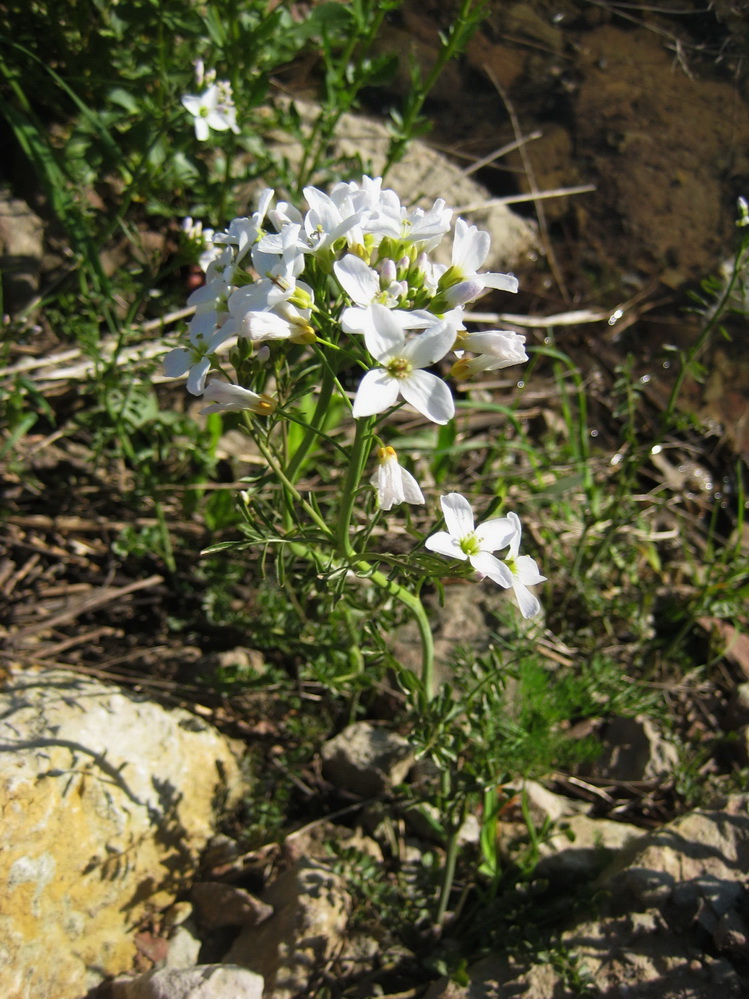 Изображение особи Cardamine pratensis.