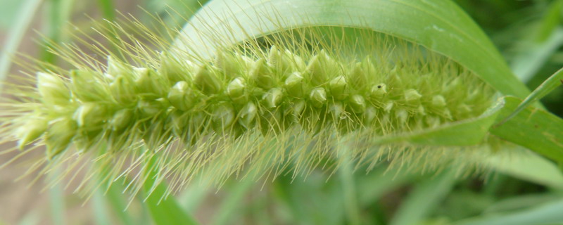 Image of Setaria pumila specimen.