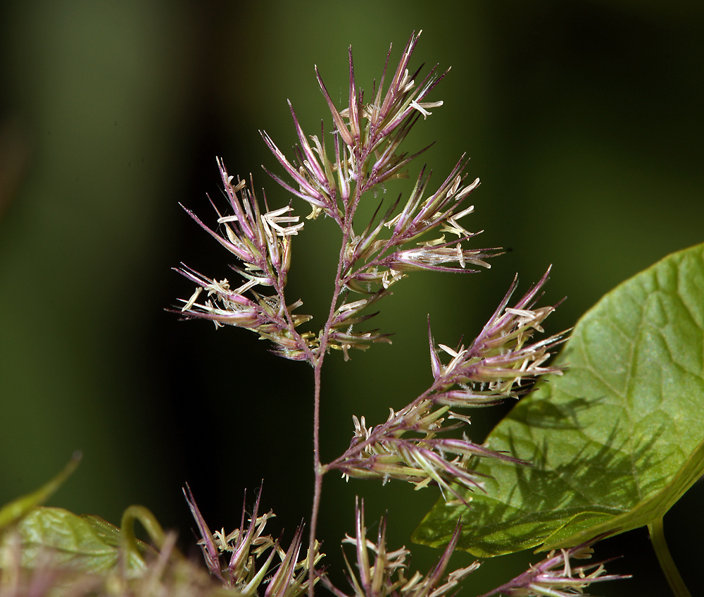 Image of Calamagrostis epigeios specimen.