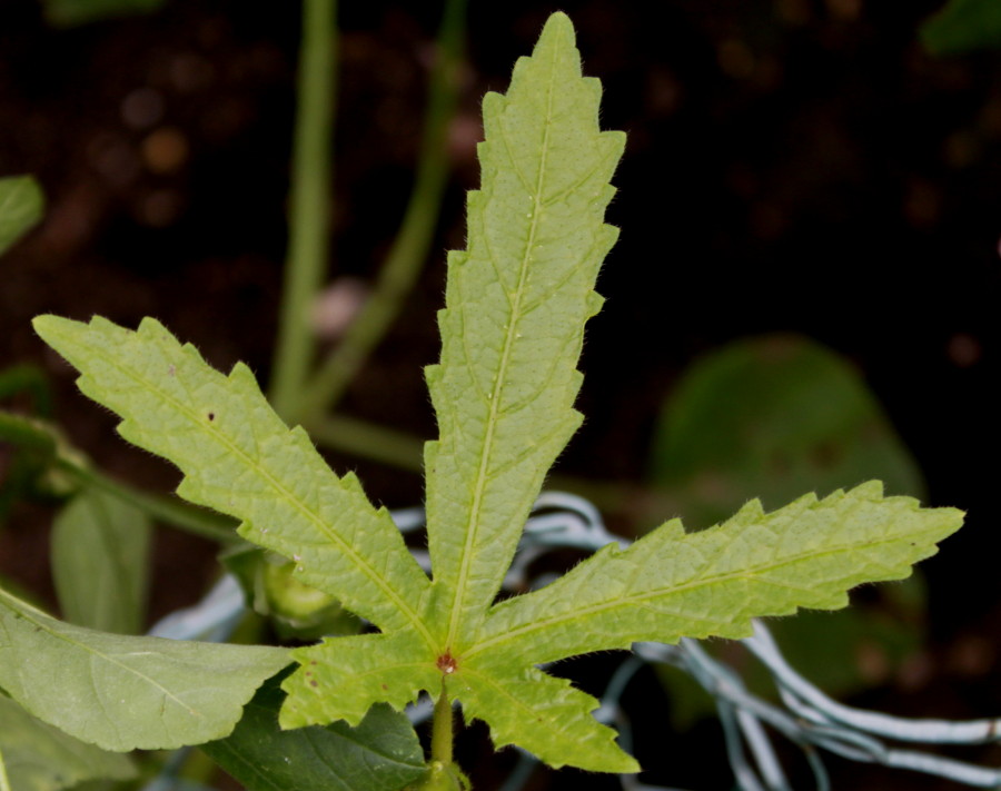 Image of Hibiscus esculentus specimen.