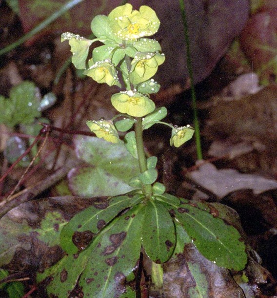 Image of Euphorbia amygdaloides specimen.