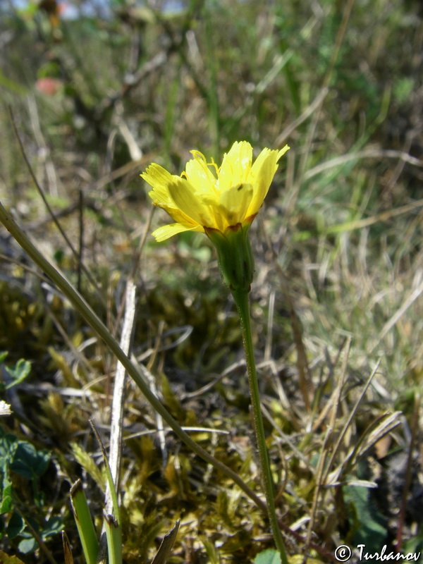 Изображение особи Leontodon saxatilis.