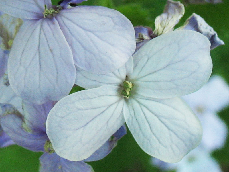 Image of Lunaria rediviva specimen.