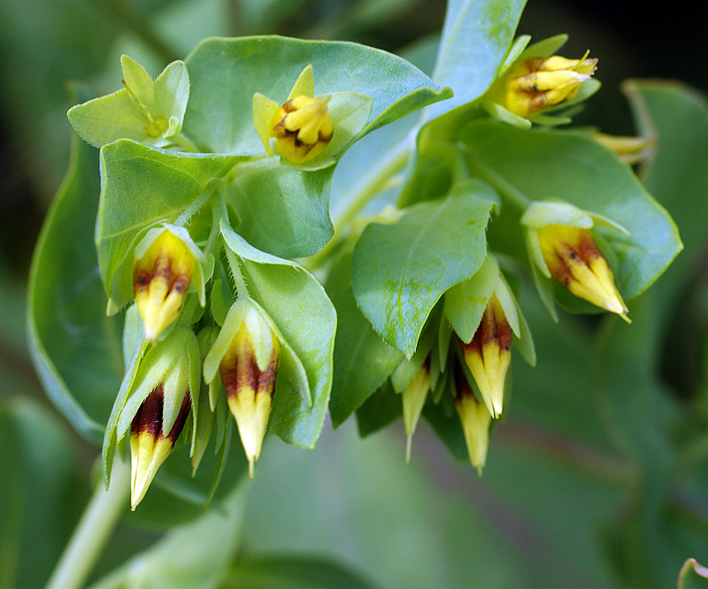 Изображение особи Cerinthe minor.