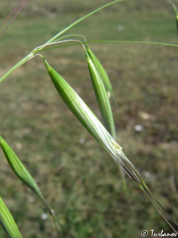 Image of Avena trichophylla specimen.