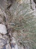 Ephedra distachya. Растение в расщелине скалы. Южный Берег Крыма, гора Аю-Даг, бухта Панаир. 29 октября 2009 г.