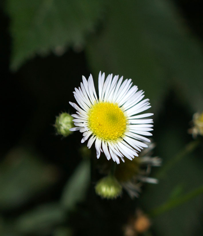 Изображение особи Erigeron annuus.