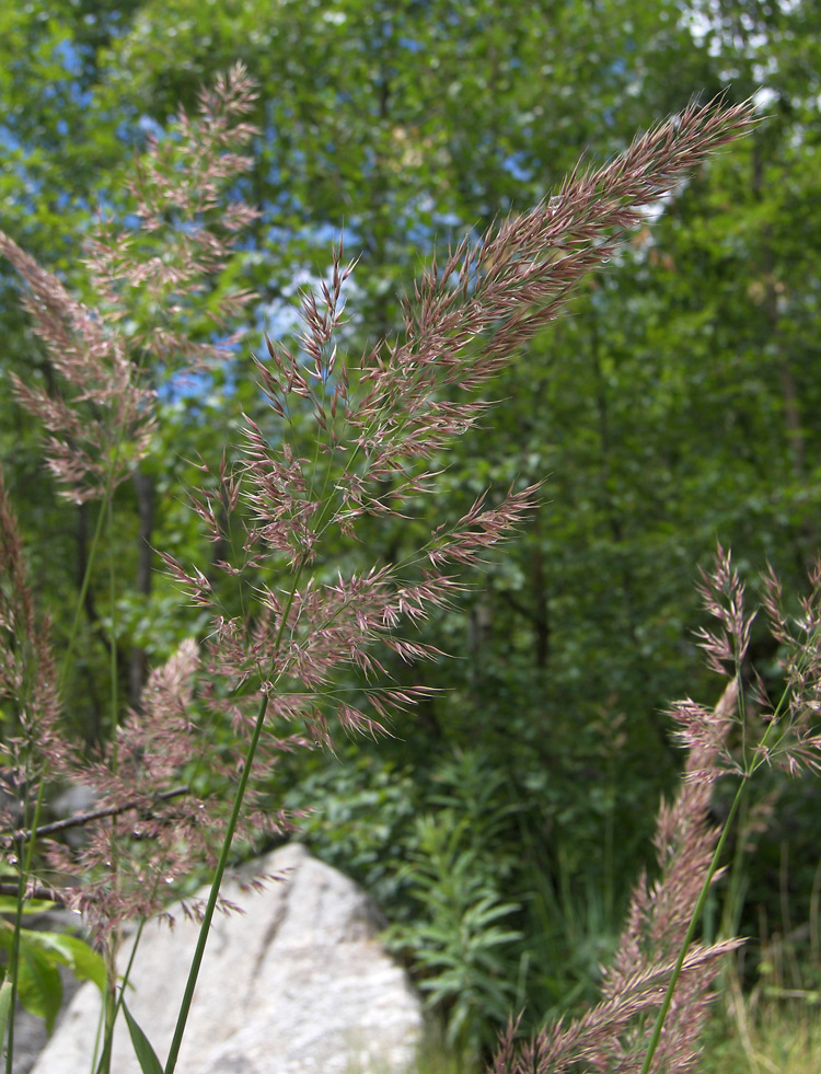 Image of Calamagrostis &times; paradoxa specimen.