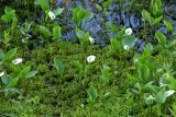 Calla palustris. Цветущие растения на болотистом берегу мелкого пресноводного озерка. Архангельская обл., Онежский р-н, Белое море, о-в Кий. 12.06.2014.