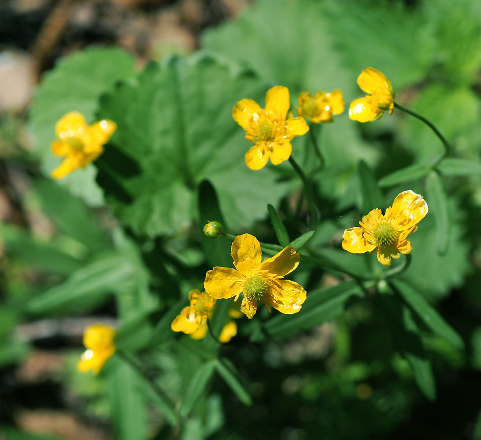 Image of Ranunculus cassubicus specimen.