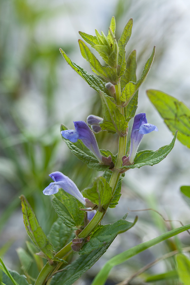 Image of Scutellaria galericulata specimen.