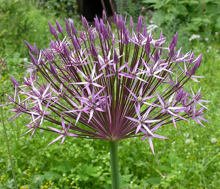 Image of Allium cristophii specimen.