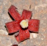 Sterculia foetida