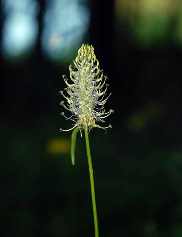 Изображение особи Phyteuma spicatum.