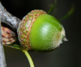 Quercus rubra