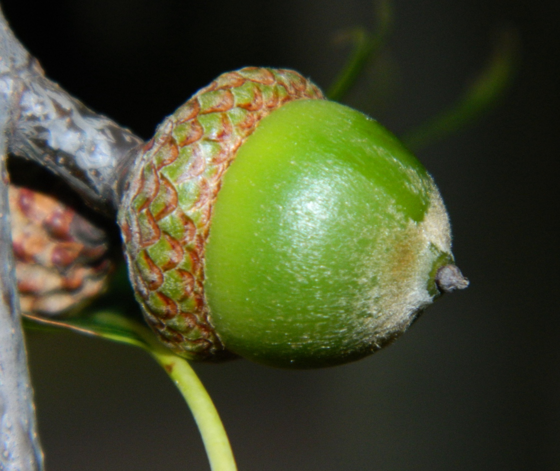 Image of Quercus rubra specimen.