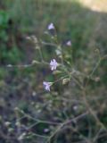 Gypsophila perfoliata