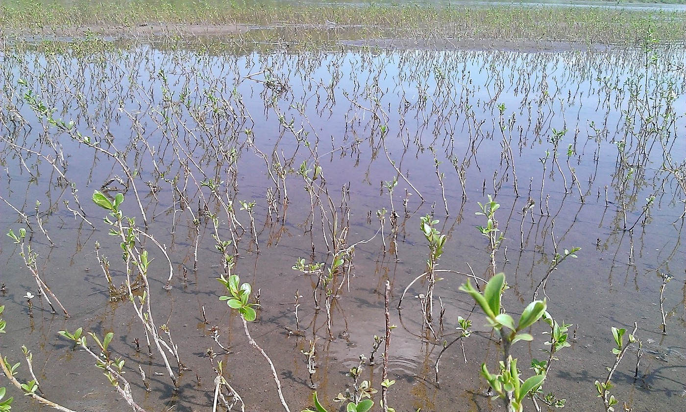 Image of Salix triandra specimen.