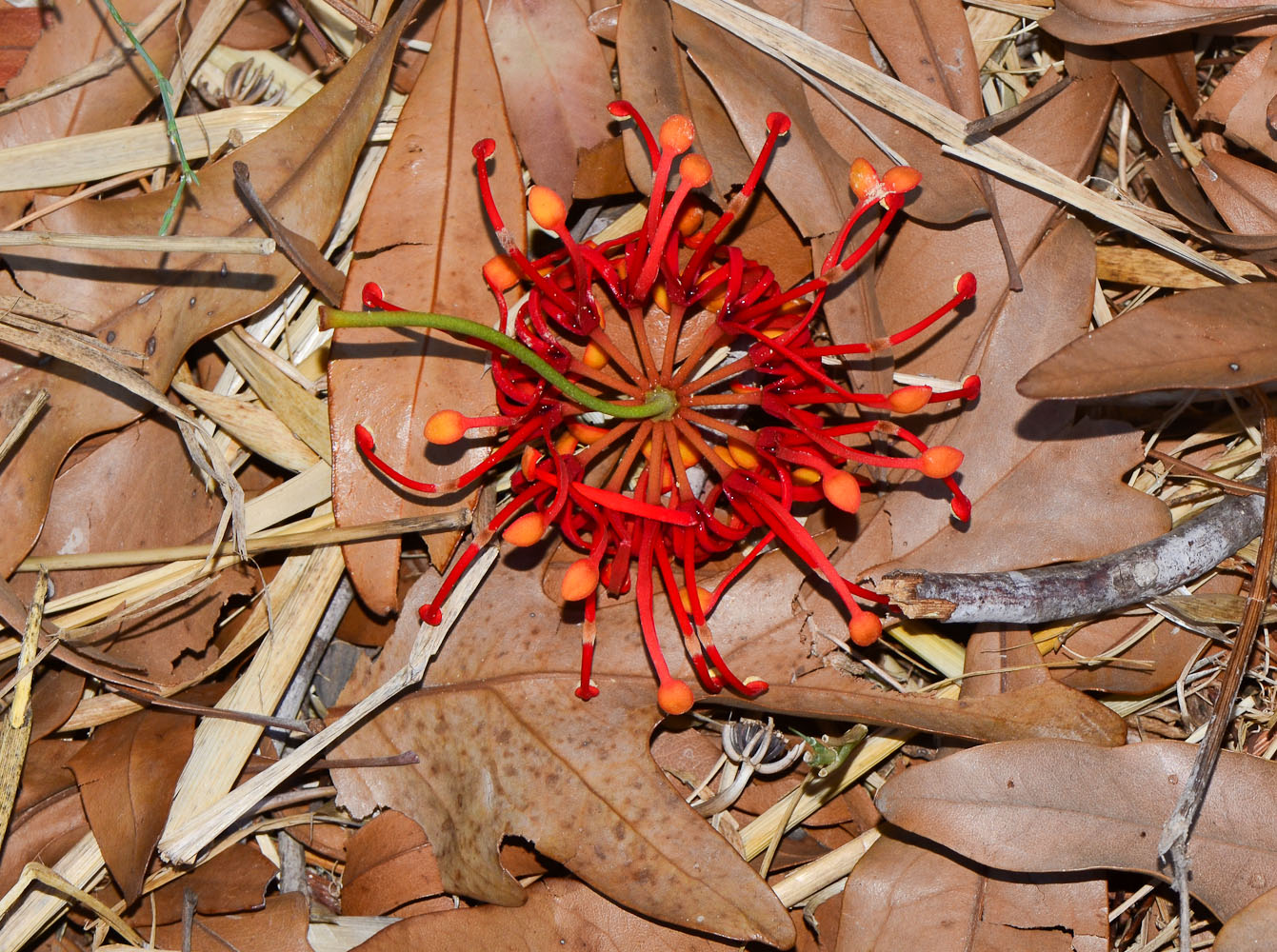 Image of Stenocarpus sinuatus specimen.