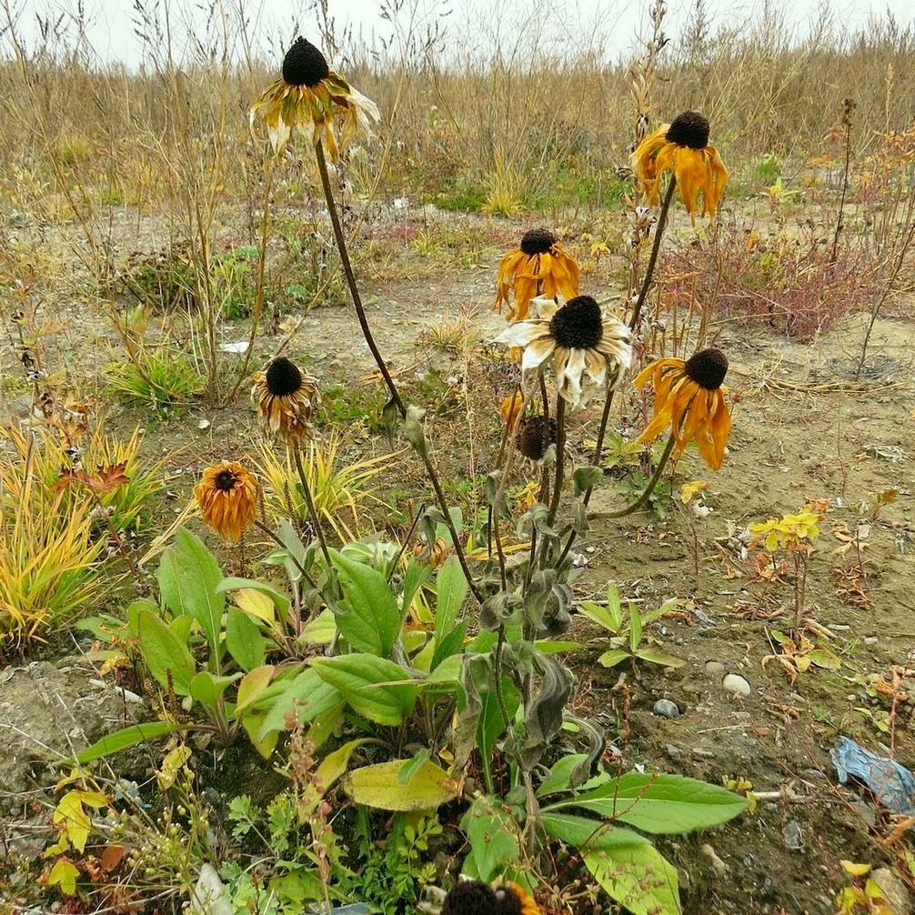 Image of Rudbeckia hirta specimen.