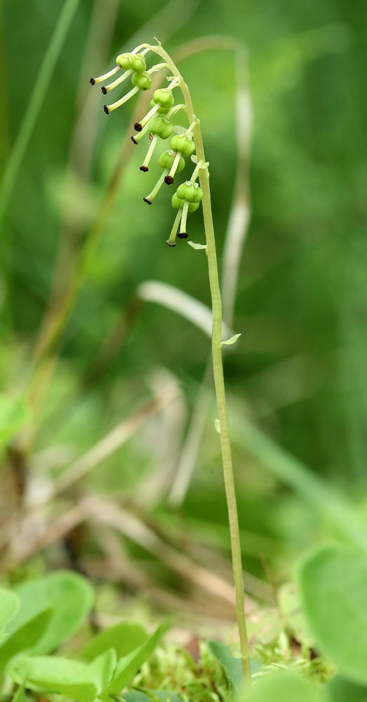 Image of Orthilia secunda specimen.