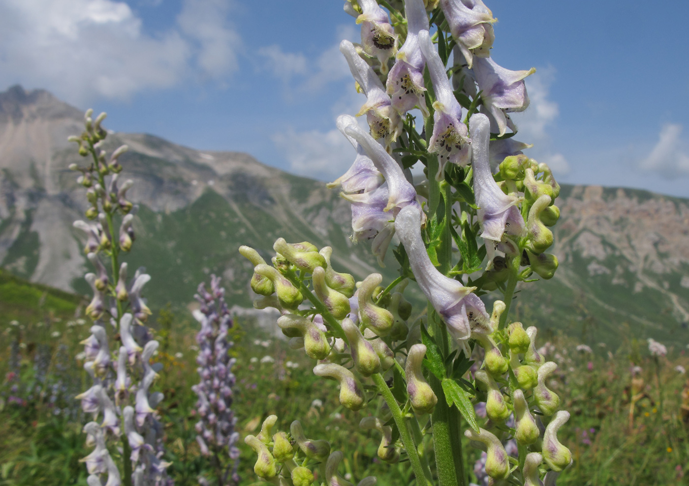 Изображение особи Aconitum orientale.